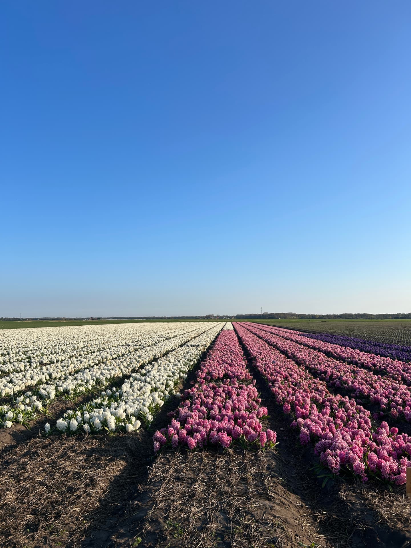 Tulip Fields